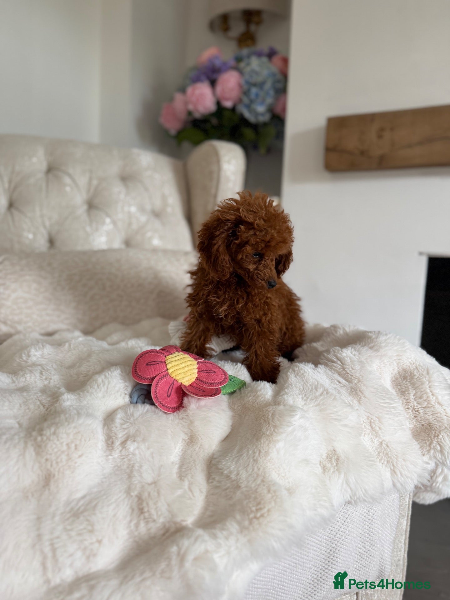 Toy Poodle dogs Toy x Asian tiny dark red poodle  - Advert 17