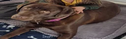 Labrador Retriever dogs for sale: Exceptional KC Reg Chocolate Labrador Puppies  - Advert 16