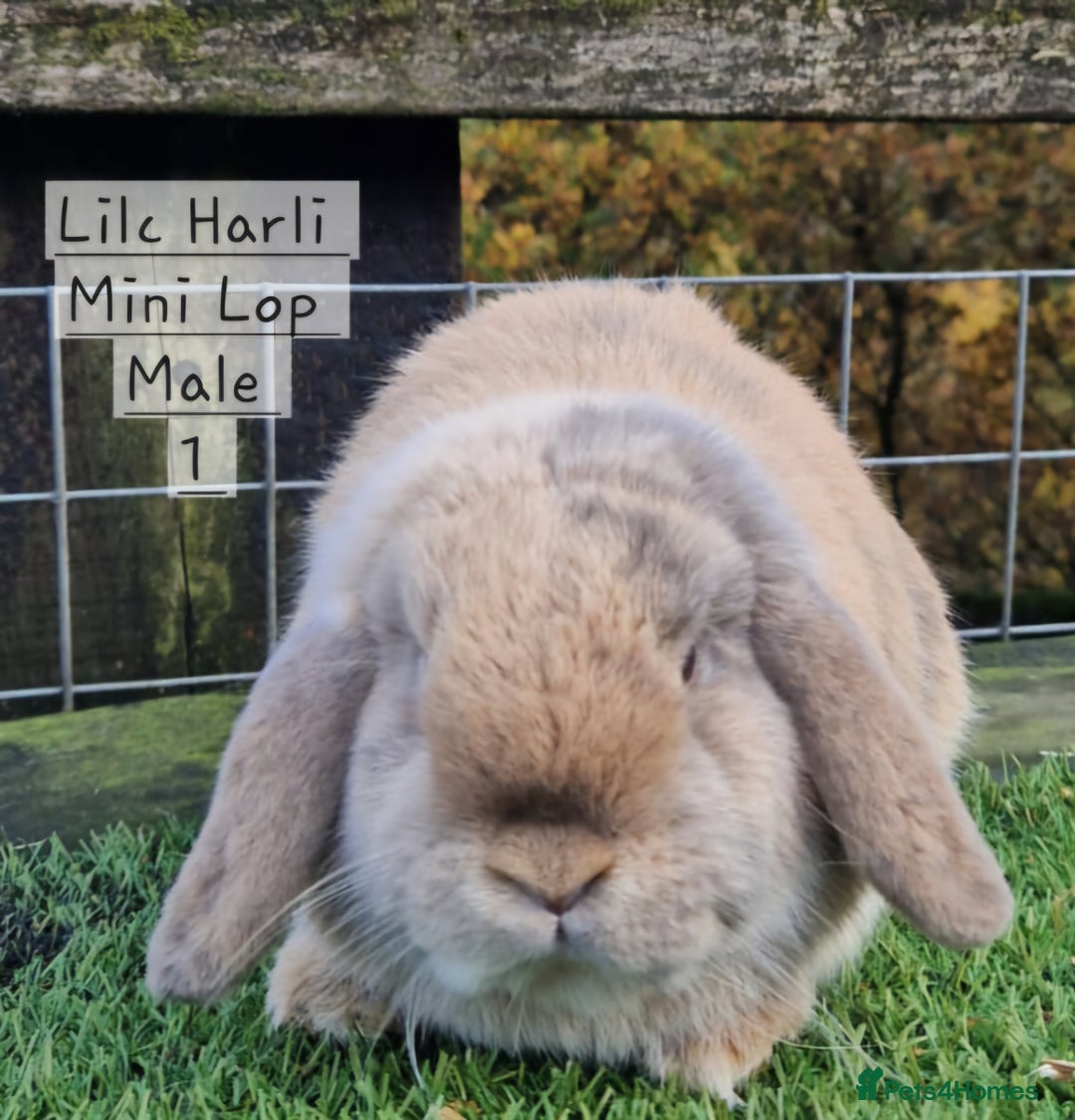 Mini Lop rabbits for sale: Various Mini Lops  - Advert 13