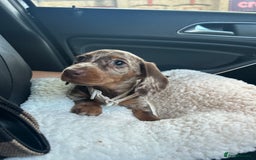 Miniature Dachshund dogs for sale: Dapple miniature dachshund  - Image 5