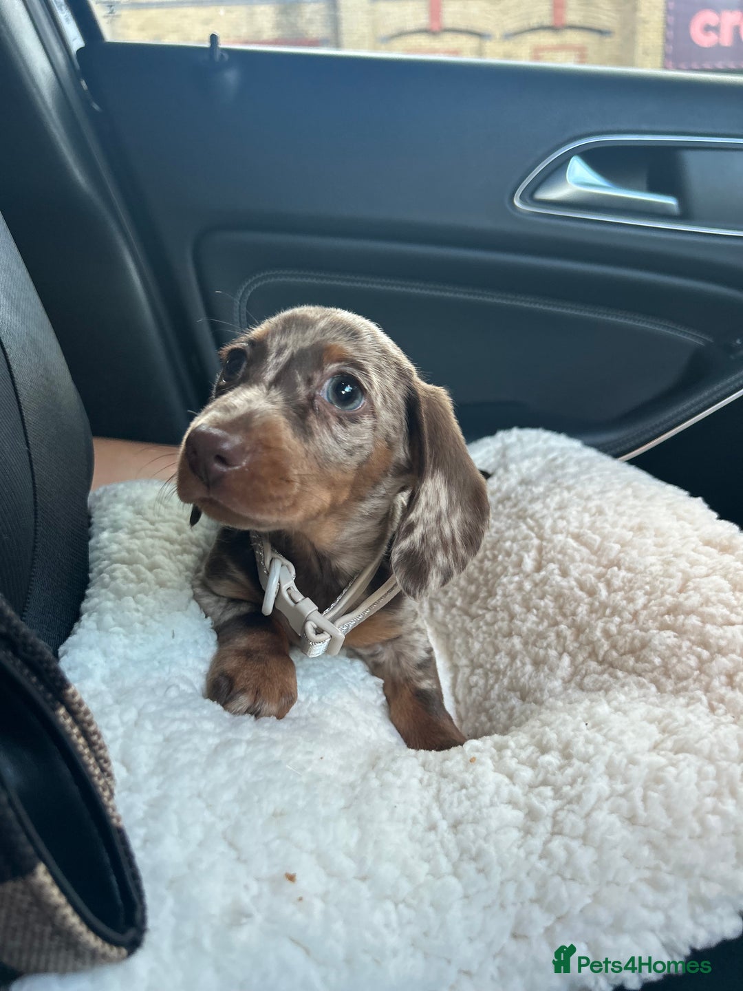Miniature Dachshund dogs for sale: Dapple miniature dachshund  - Image 5