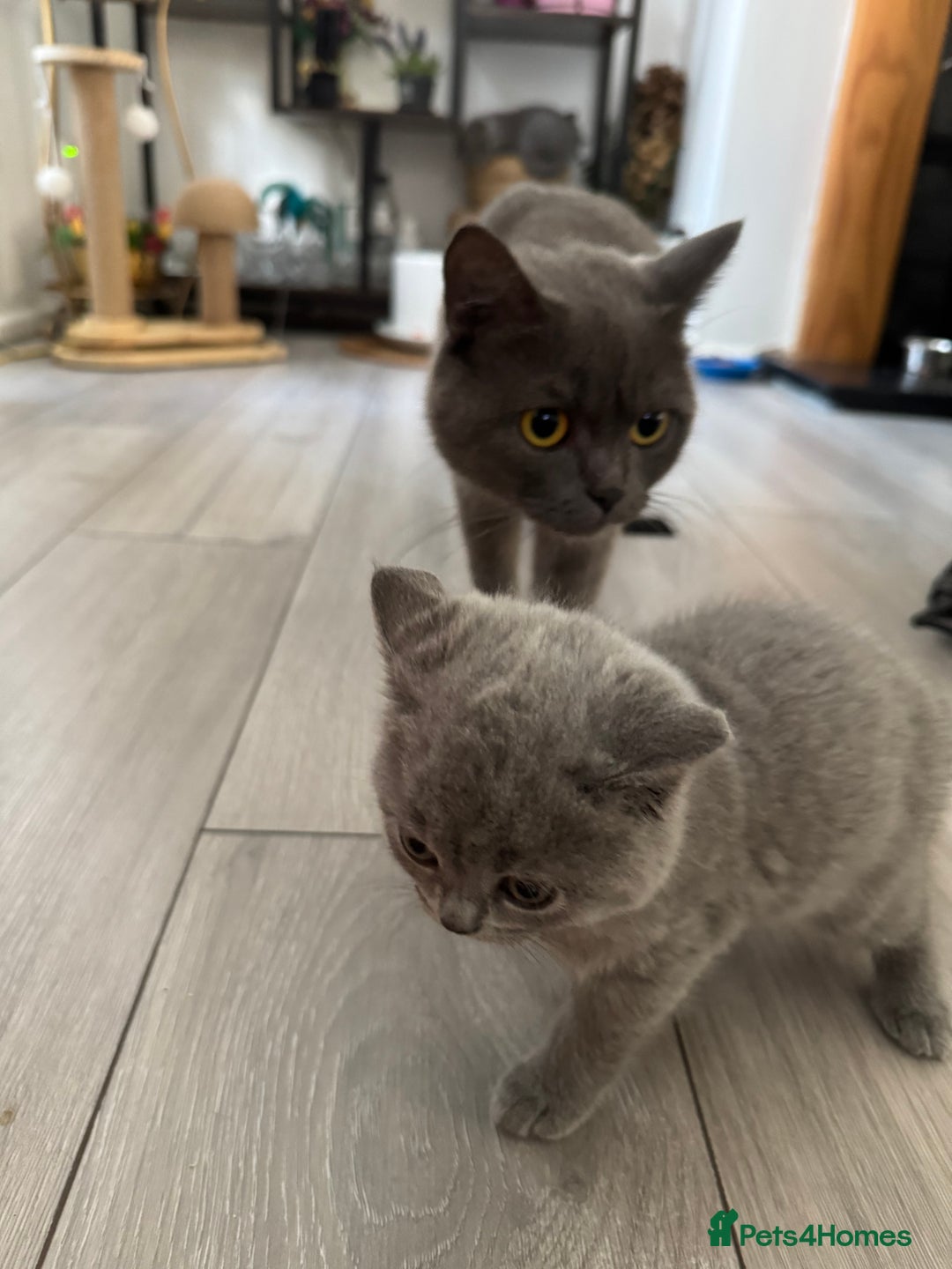 British Shorthair cats for sale: British shorthair kittens - Image 16