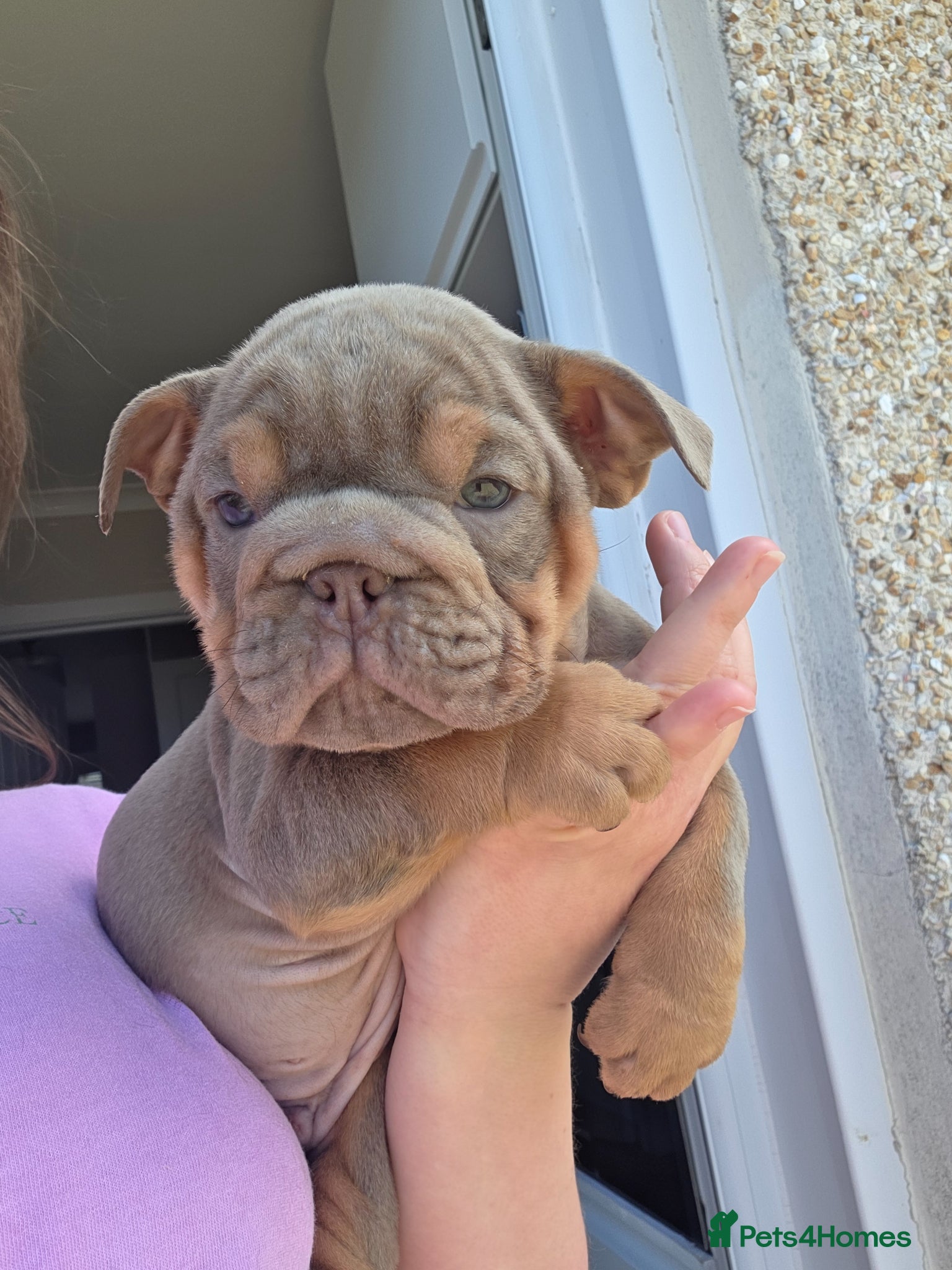 English Bulldog dogs british bulldog pups - Advert 2