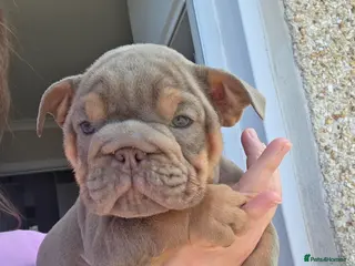 English Bulldog dogs british bulldog pups - Advert 2