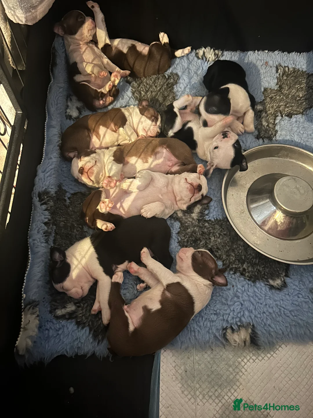 Boston Terrier dogs for sale: Kc reg boston terriers - Advert 7