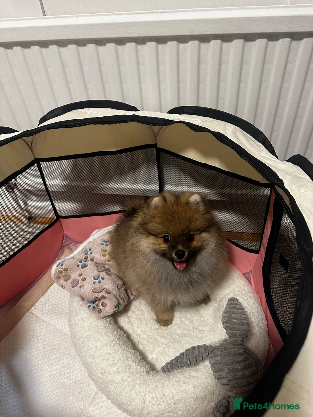 Pomeranian dogs for sale: Cream Sable Pomeranian in Nottingham - Advert 5