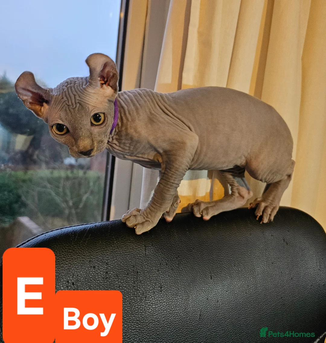 Sphynx cats for sale: Sphynx Elf kittens - Advert 19