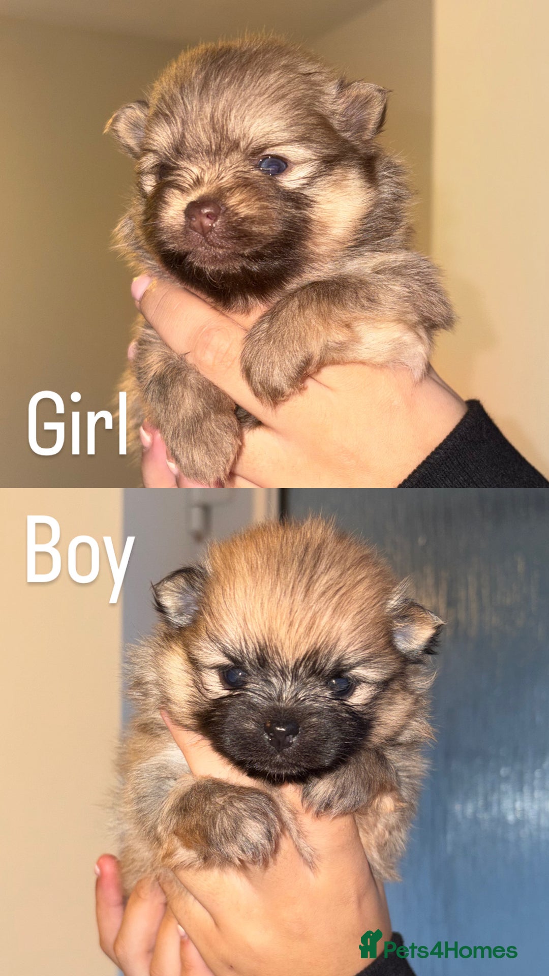 Pomeranian dogs for sale: Pomeranian puppies - Advert 8