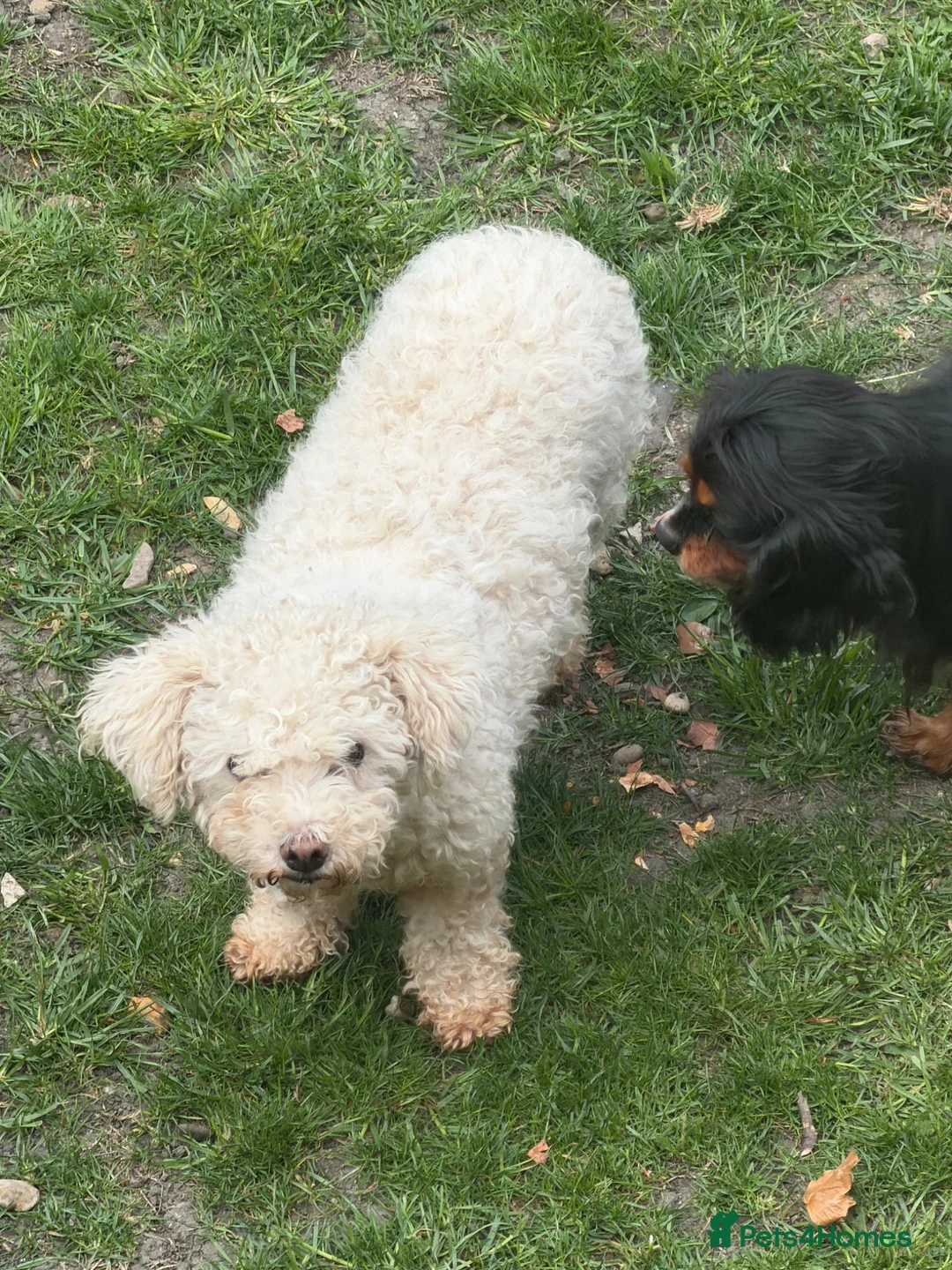 Bichon Frise dogs for sale: 7 Year Old Bichon Girl - Advert 2