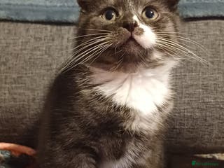 Scottish Fold cats 5 beautiful Scottish fold kittens - Advert 10