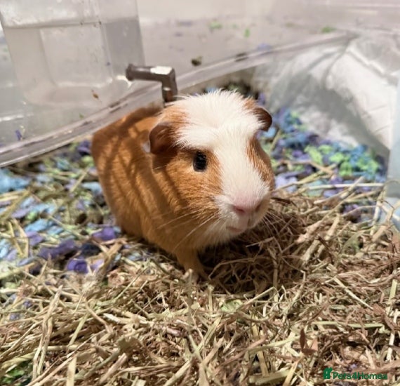 Guinea Pig rodents cute guinea pig for sale - Advert 6