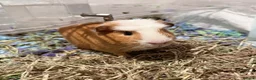Guinea Pig rodents for sale: cute guinea pig for sale in London - Advert 1