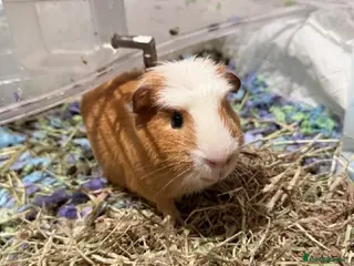 Guinea Pig rodents cute guinea pig for sale - Advert 1