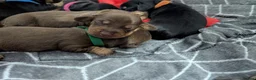 Miniature Dachshund dogs for sale: Beautiful smooth haired miniature duchounds - Advert 6