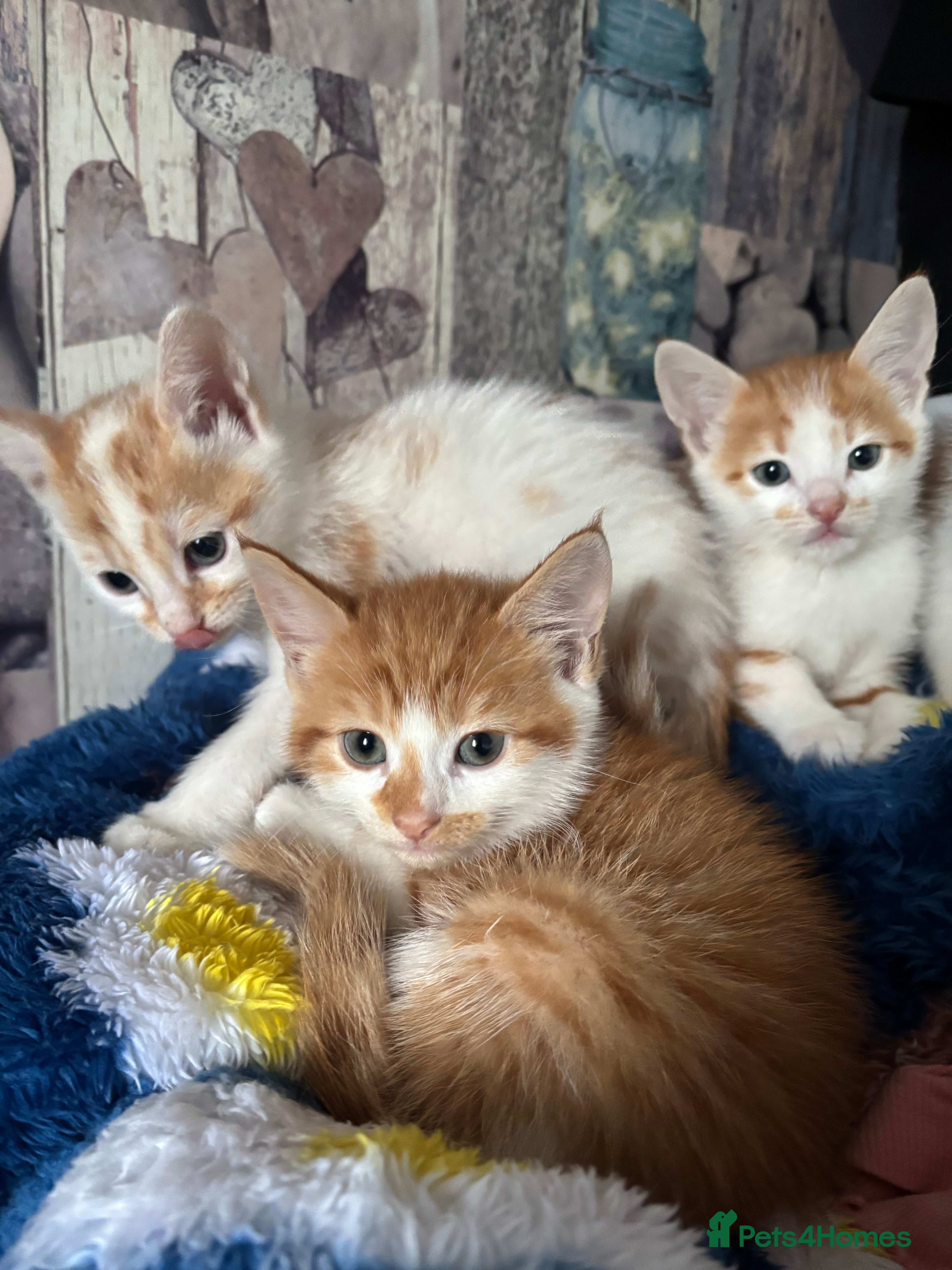 Mixed Breed cats Stunning ginger kittens  - Advert 19