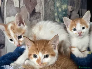 Mixed Breed cats Stunning ginger kittens - Advert 19