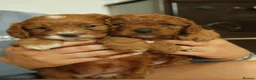 Cavapoo dogs for sale: Red cavapoo puppies - Advert 3