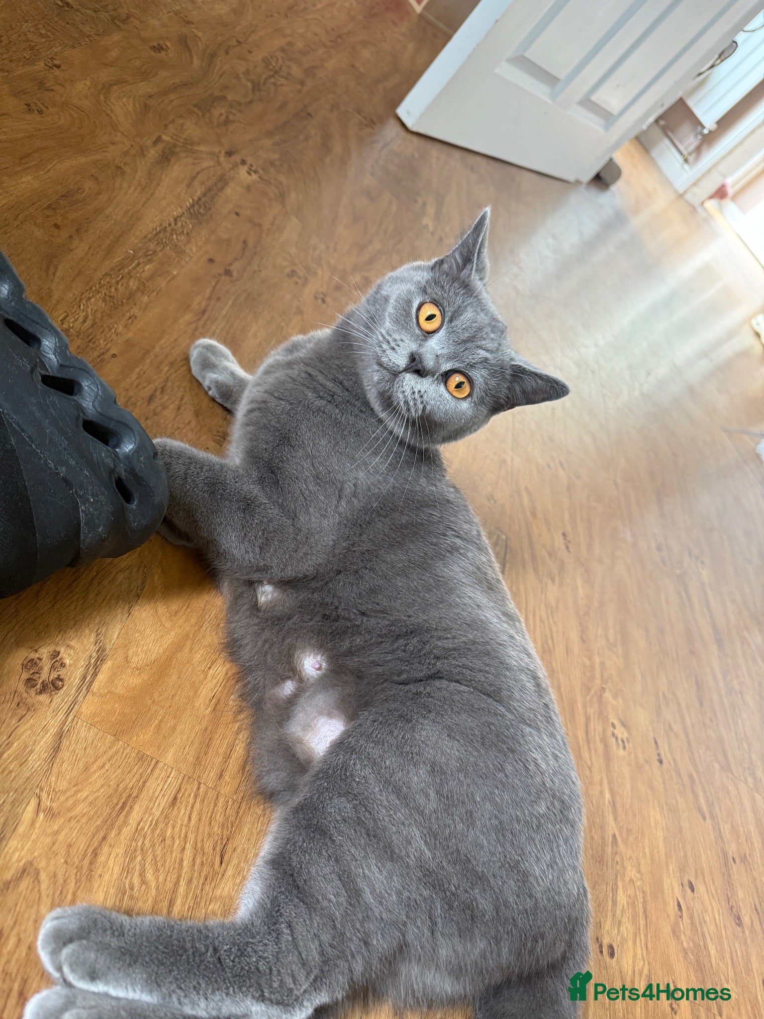 British Shorthair cats British blue shorthair kittens  - Advert 1