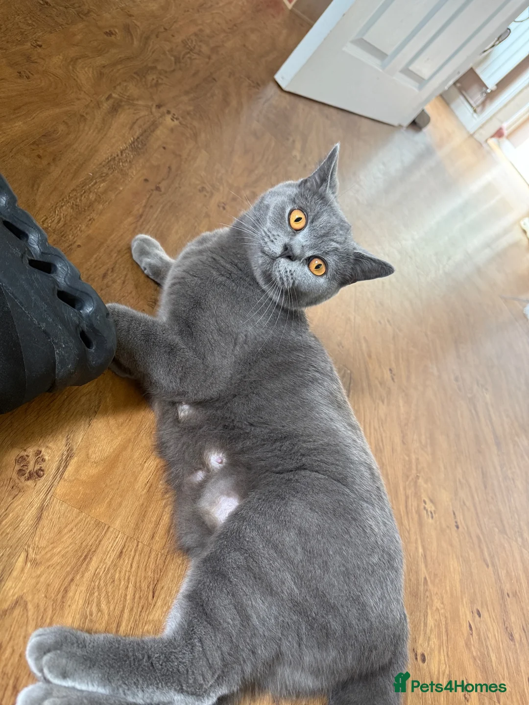 British Shorthair cats for sale: British blue shorthair kittens  - Advert 1