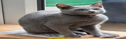 Russian Blue cats for sale: 2 Beautiful Russian Blue Kittens, 5 months old in London - Advert 19