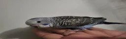 Budgerigars birds for sale: Bfbw budgie - Advert 5