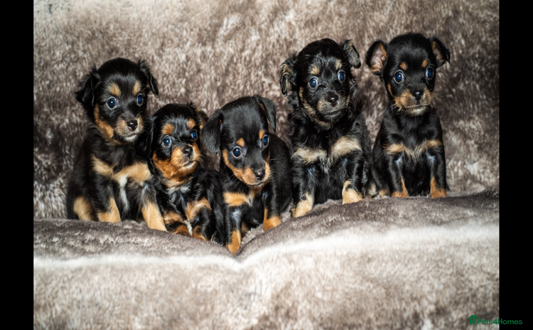 Mixed Breed dogs - Advert 1