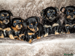 Mixed Breed dogs - Advert 2