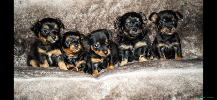 Mixed Breed dogs - Advert 1