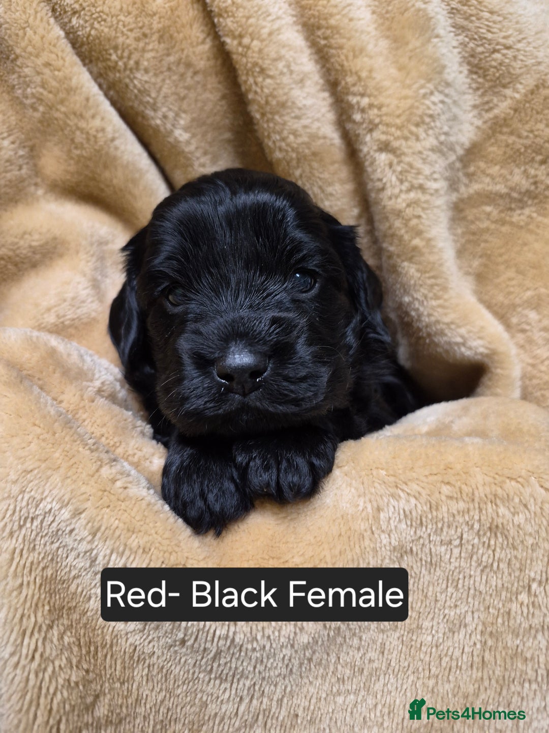 Mixed Breed dogs for sale: Gorgeous pup's for sale - Advert 11