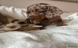 Miniature Dachshund dogs for sale: Miniature dachshunds - Image 2