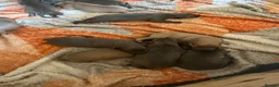 Whippet dogs for sale: Beautiful Whippet puppies  in Doncaster - Advert 6