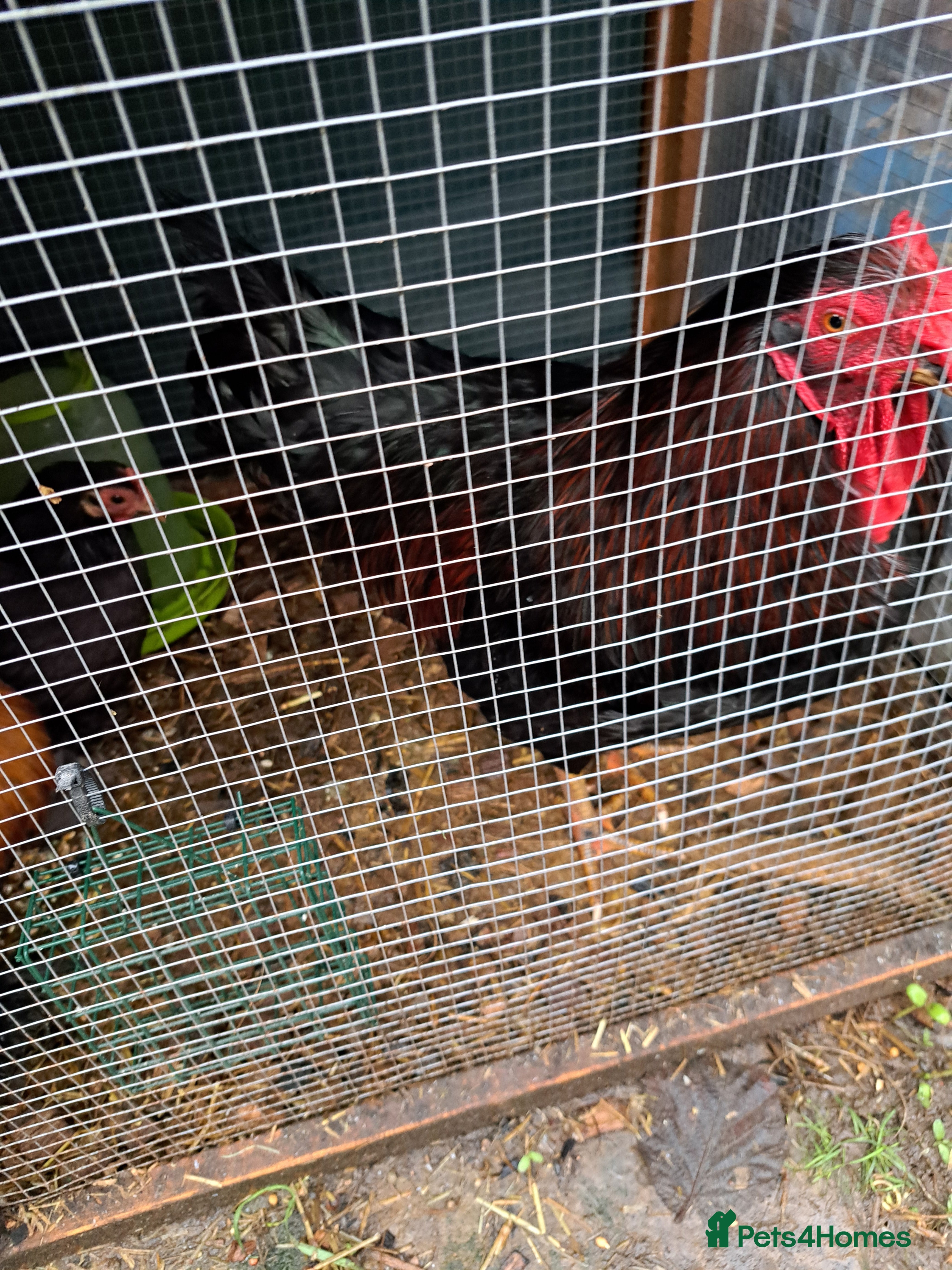 Chickens poultry Two Cockerel for Sale  - Advert 12