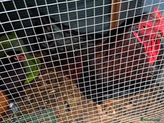 Chickens poultry Two Cockerel for Sale - Advert 1