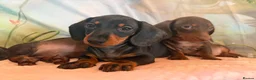 Miniature Dachshund dogs for sale: ❤️🐾 Adorable Miniature Dachshunds 🐾❤️ - Advert 15
