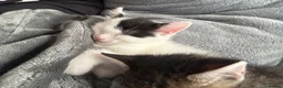 Mixed Breed cats for sale: Two girls looking for their forever home  - Advert 3