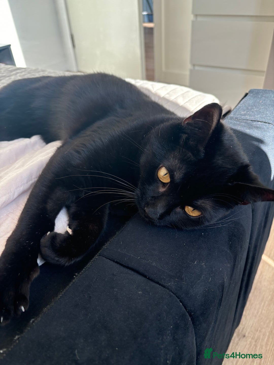 Bombay cats for sale: Our beautiful cat Marni looking for his new home - Image 3