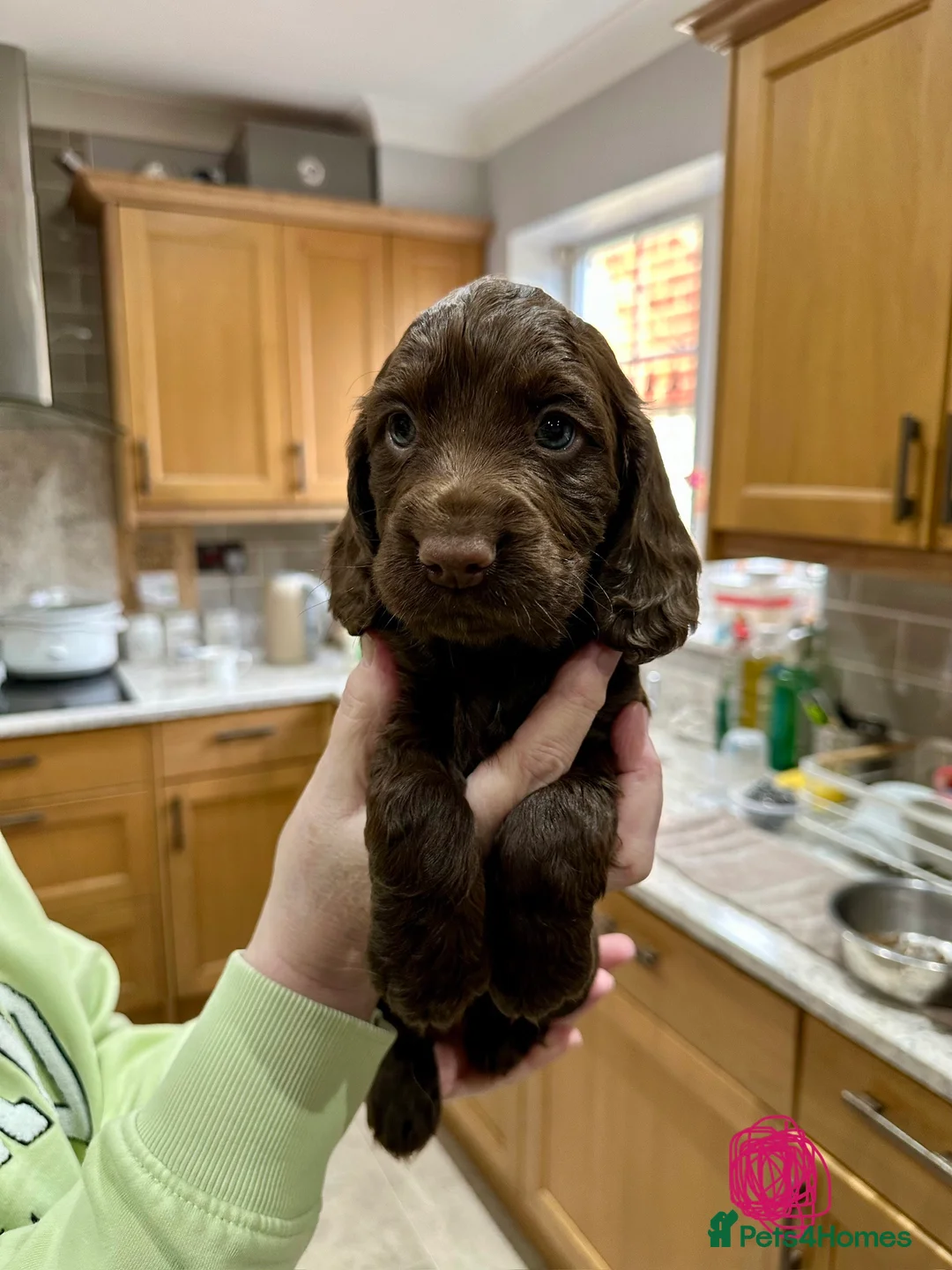 Cocker Spaniel dogs for sale: Stunning Cocker Spaniels  - Advert 18