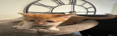Pooky