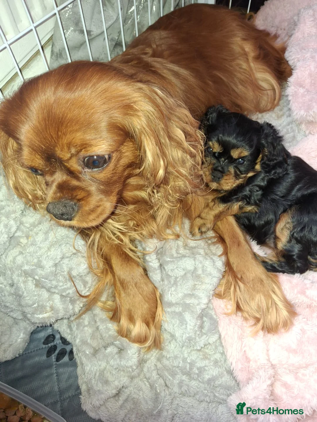 Cavalier King Charles Spaniel dogs for sale: King Charles Spaniel - Advert 1