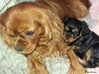 Cavalier King Charles Spaniel dogs King Charles Spaniel - Advert 4