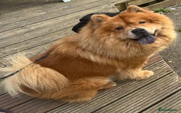 Chow Chow dogs for sale: Chow Chow to be rehomed - Image 1