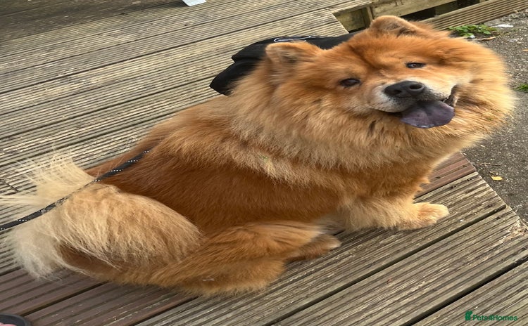 Chow Chow dogs - Advert 1