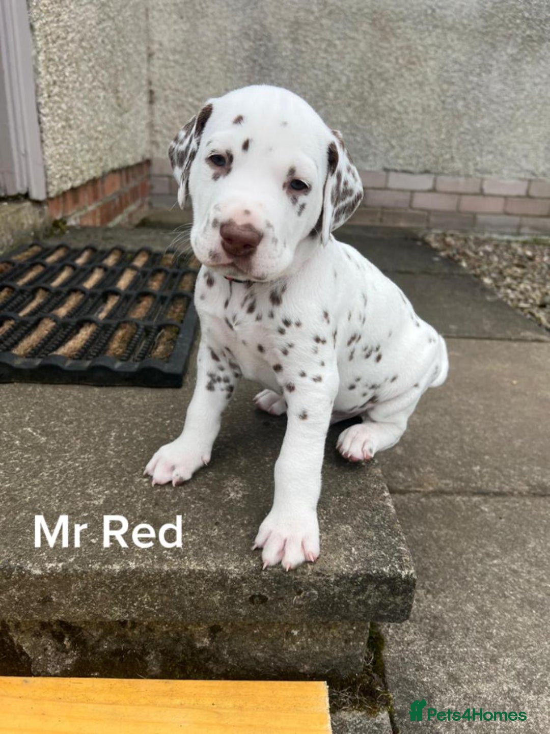 Dalmatian dogs for sale: KC Registered Dalmatian Puppies (Scotland) - Image 6