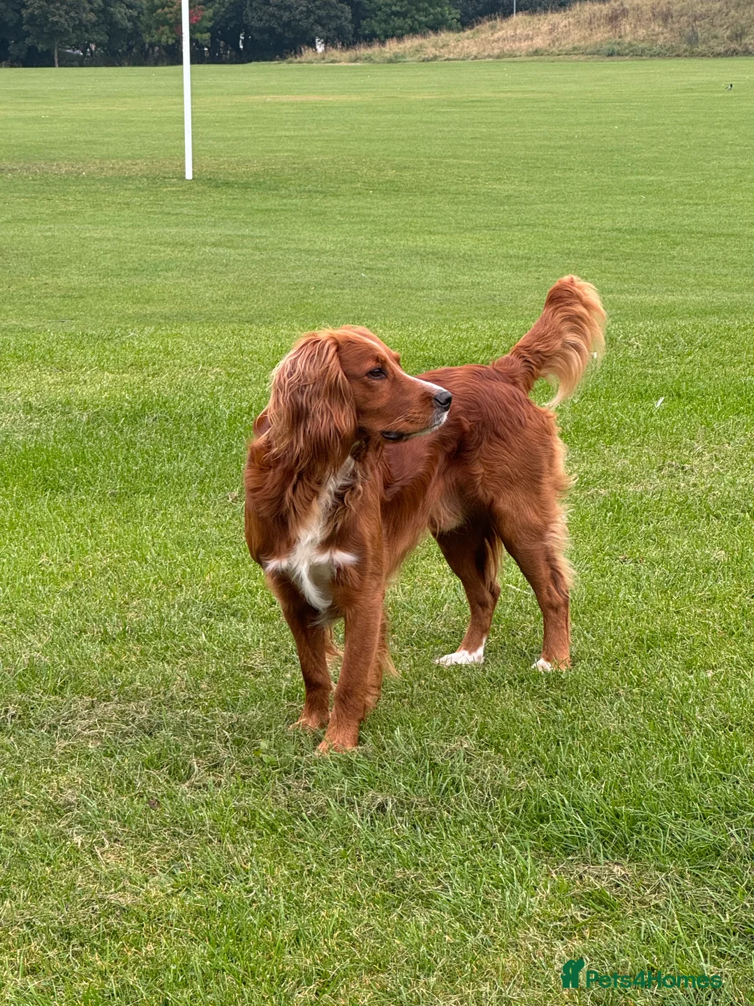Cocker Spaniel dogs for stud: K.C Deep Red Working Cocker Proven Stud in Cramlington - Advert 26