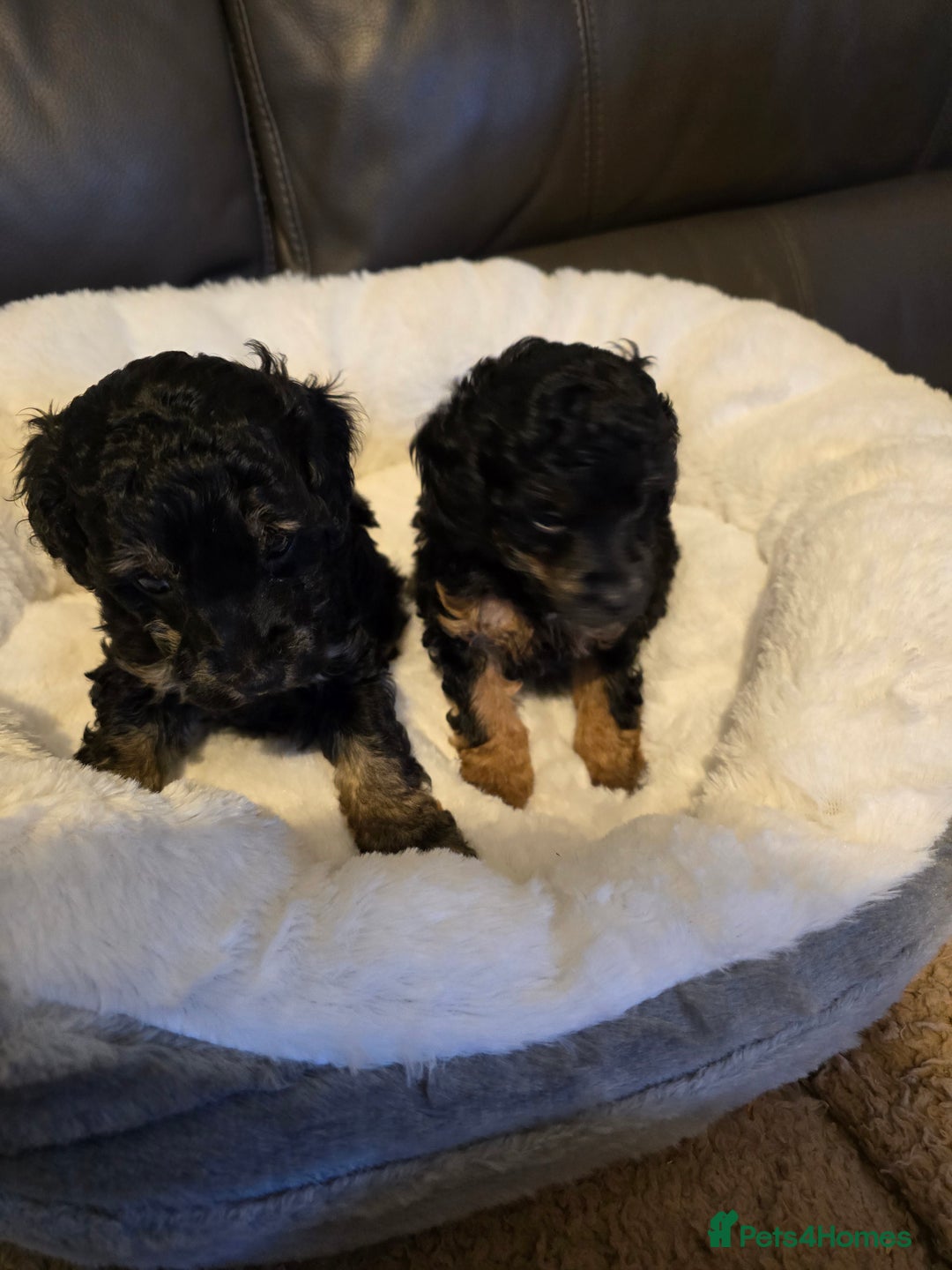 Miniature Poodle dogs for sale: 4 Amazing miniature poodles  - Advert 24