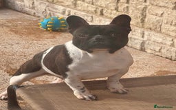 French Bulldog dogs for sale: Black brindle blanket pied bit for pet home only  - Image 2