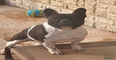 French Bulldog dogs - Advert 4