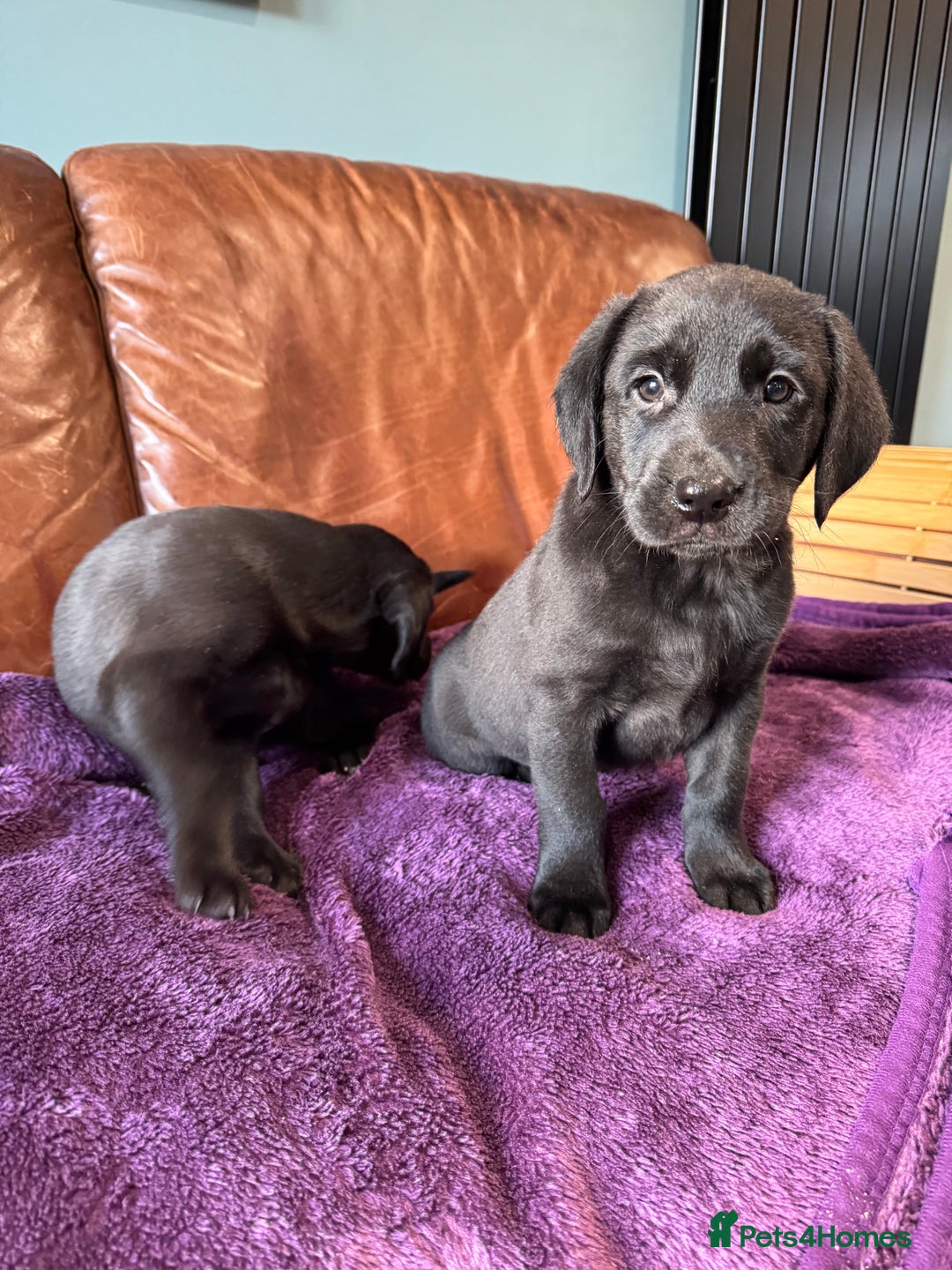 Labrador Retriever dogs for sale: Black Labrador Puppies, 5* Licensed Breeder - Advert 29