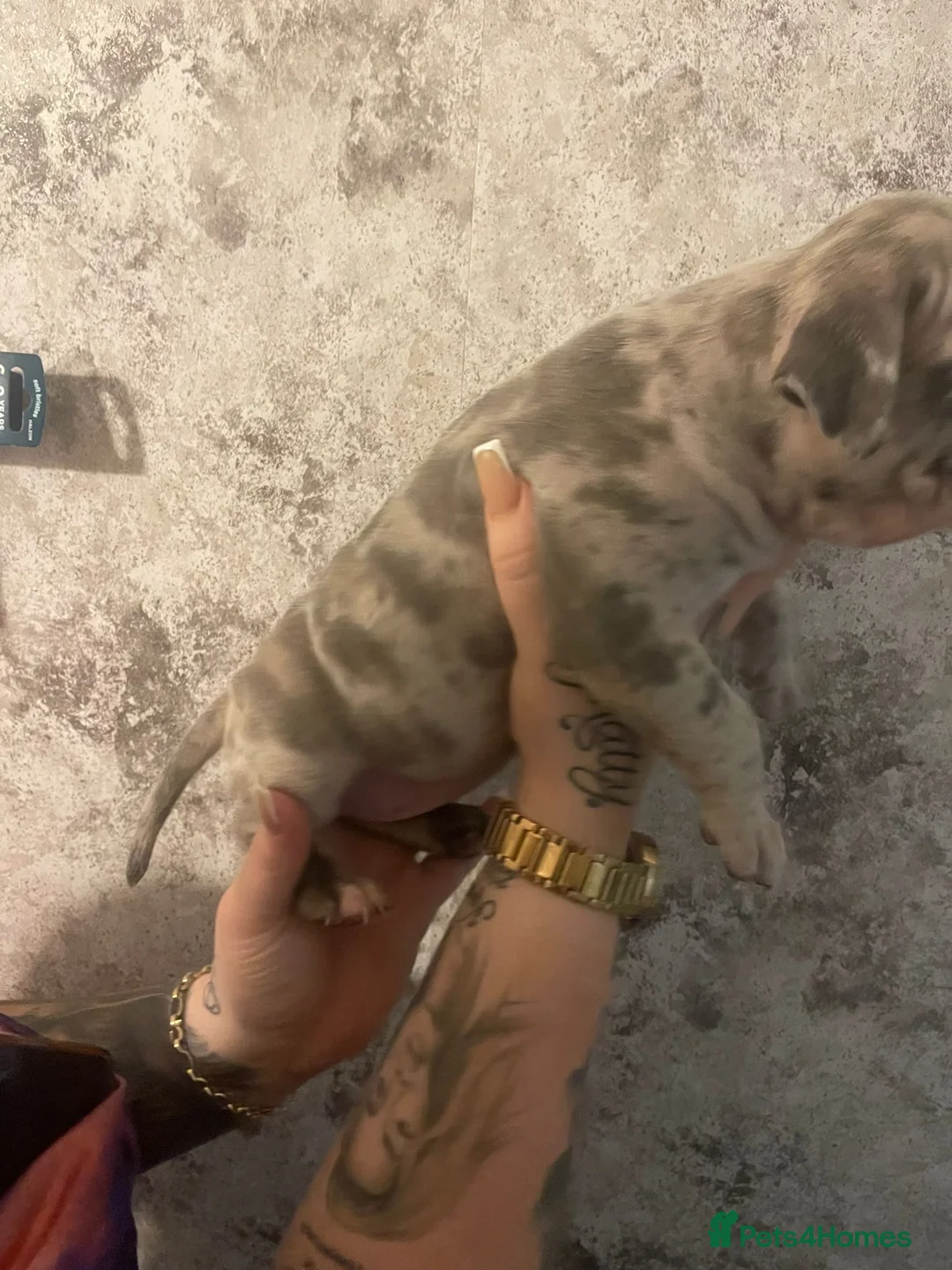 American Bully dogs for sale: ABKC reg bullies for sale  - Advert 19