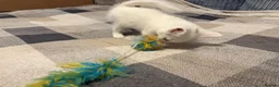 Mixed Breed cats for sale: Adorable White Ragdoll Cross Kittens For Sale - Advert 4